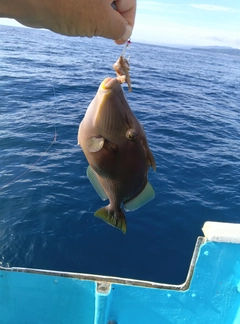 メガネハギの釣果