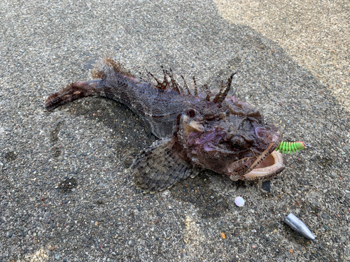 ケムシカジカの釣果