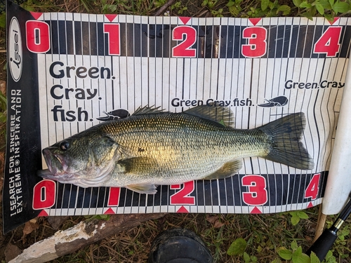 ブラックバスの釣果