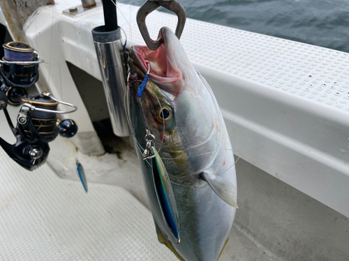 ハマチの釣果