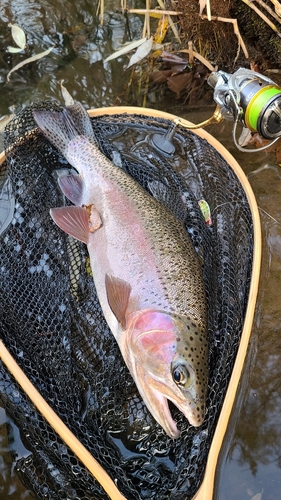 ニジマスの釣果