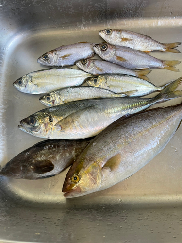 ショゴの釣果