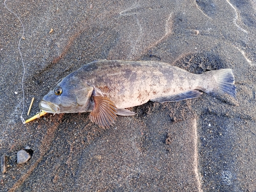 アイナメの釣果