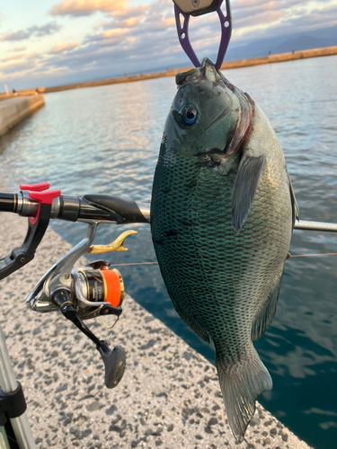 グレの釣果