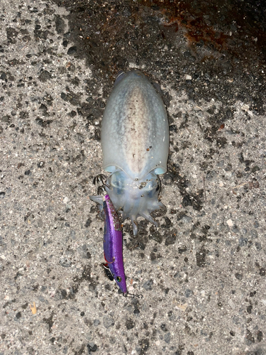 シリヤケイカの釣果