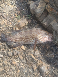 オオモンハタの釣果