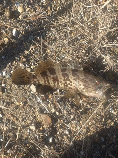 チャイロマルハタの釣果