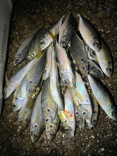 アジの釣果