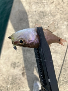 ネンブツダイの釣果