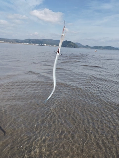 ダツの釣果