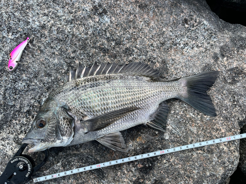 クロダイの釣果