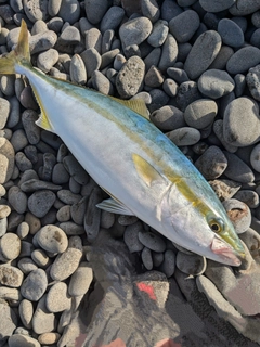 ツバスの釣果