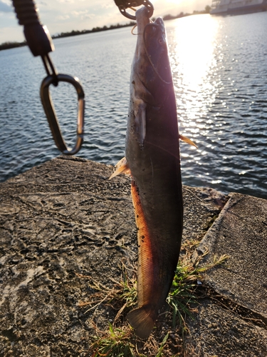 ナマズの釣果