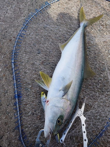 ヒラマサの釣果