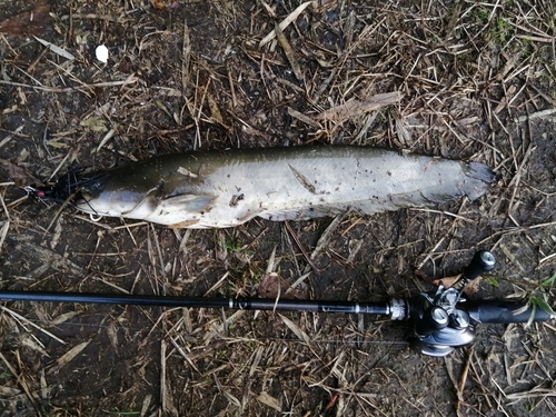 ニホンナマズの釣果