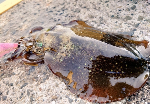 アオリイカの釣果