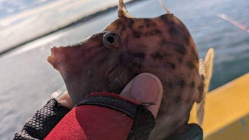 カワハギの釣果