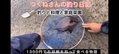 イシガキダイの釣果