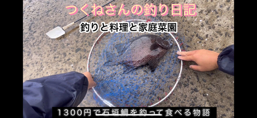 イシガキダイの釣果