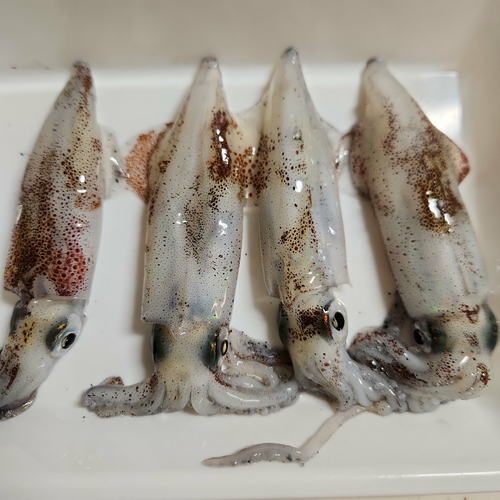 イカの釣果