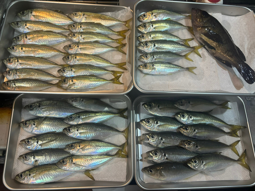 アジの釣果