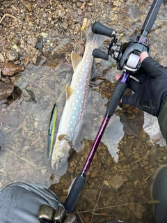 アメマスの釣果