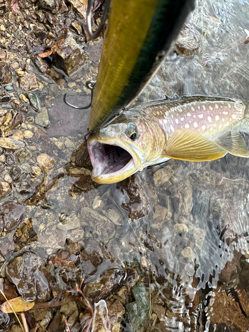 アメマス