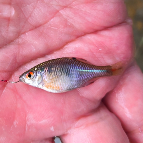 タイリクバラタナゴの釣果