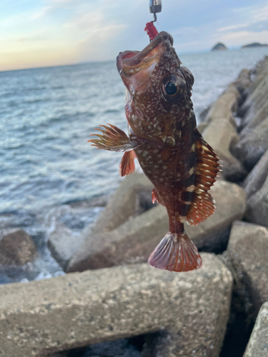 カサゴの釣果