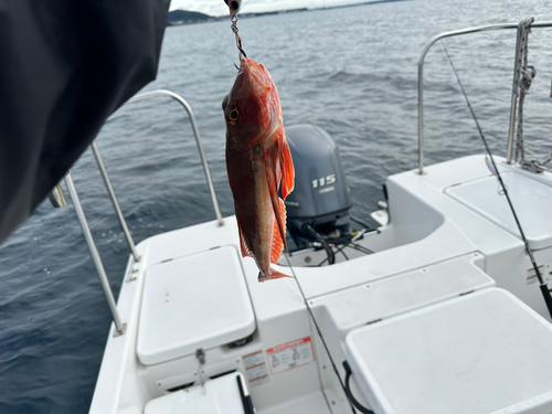 エソの釣果