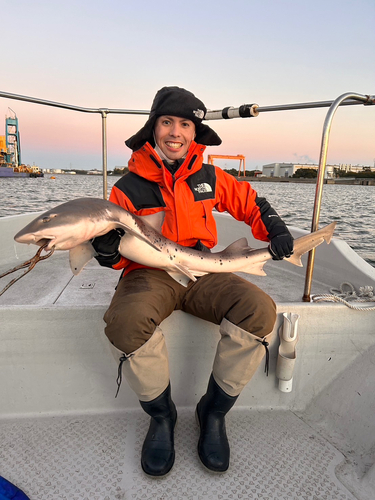 ドチザメの釣果