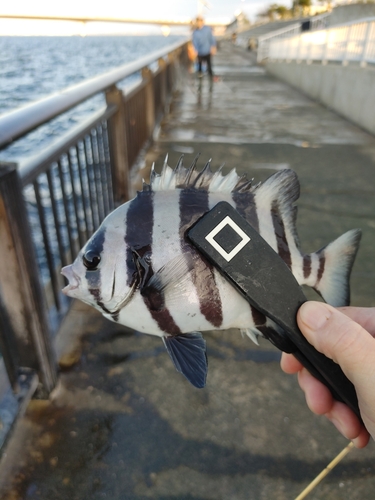 サンバソウの釣果