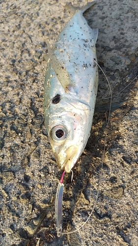 マルアジの釣果