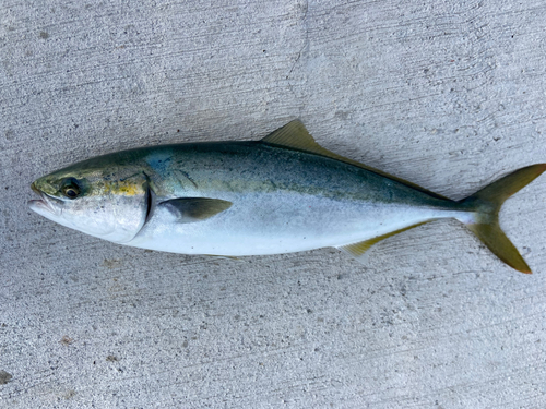 ハマチの釣果