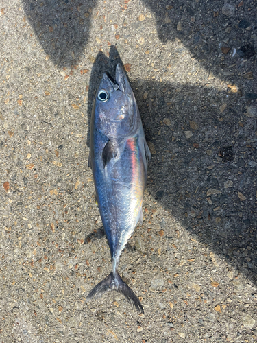 キハダマグロの釣果