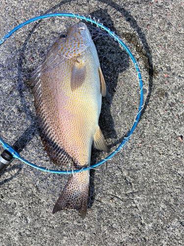 コロダイの釣果