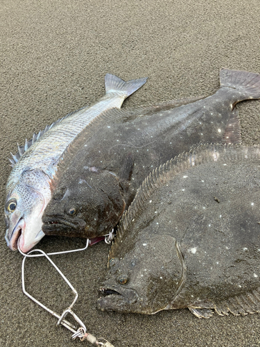 ヒラメの釣果