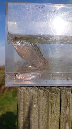 タイリクバラタナゴの釣果