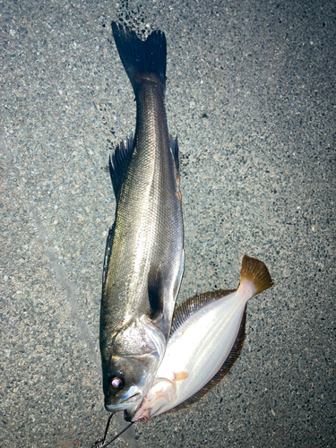 シーバスの釣果