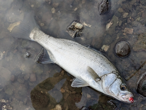 フッコ（ヒラスズキ）の釣果