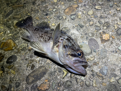 クロソイの釣果