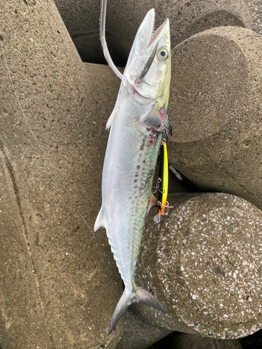 ハマチの釣果