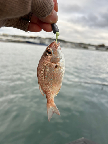 タイの釣果