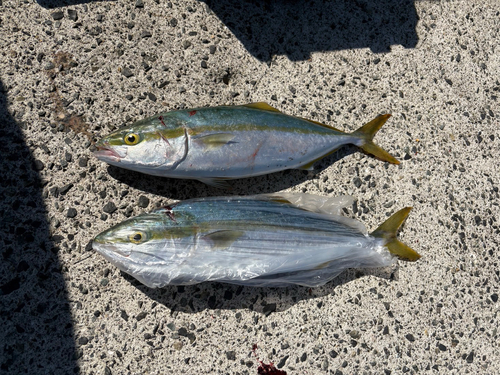 ヤズの釣果