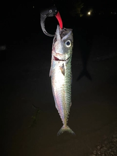 マサバの釣果