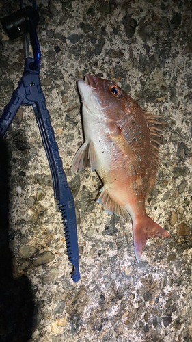 タイの釣果