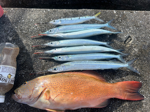 サヨリの釣果