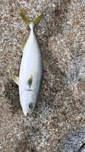 ツバスの釣果