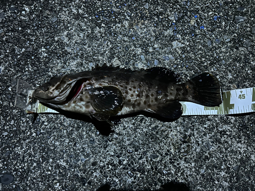 チャイロマルハタの釣果