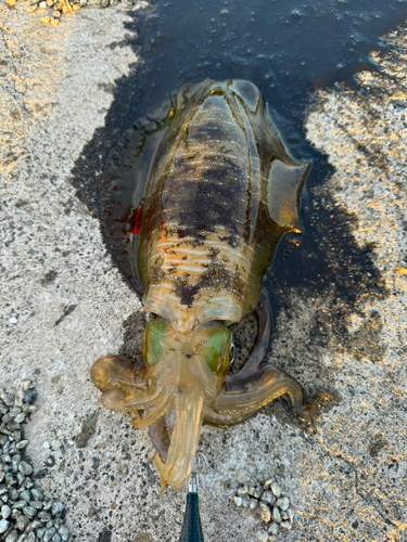 アオリイカの釣果